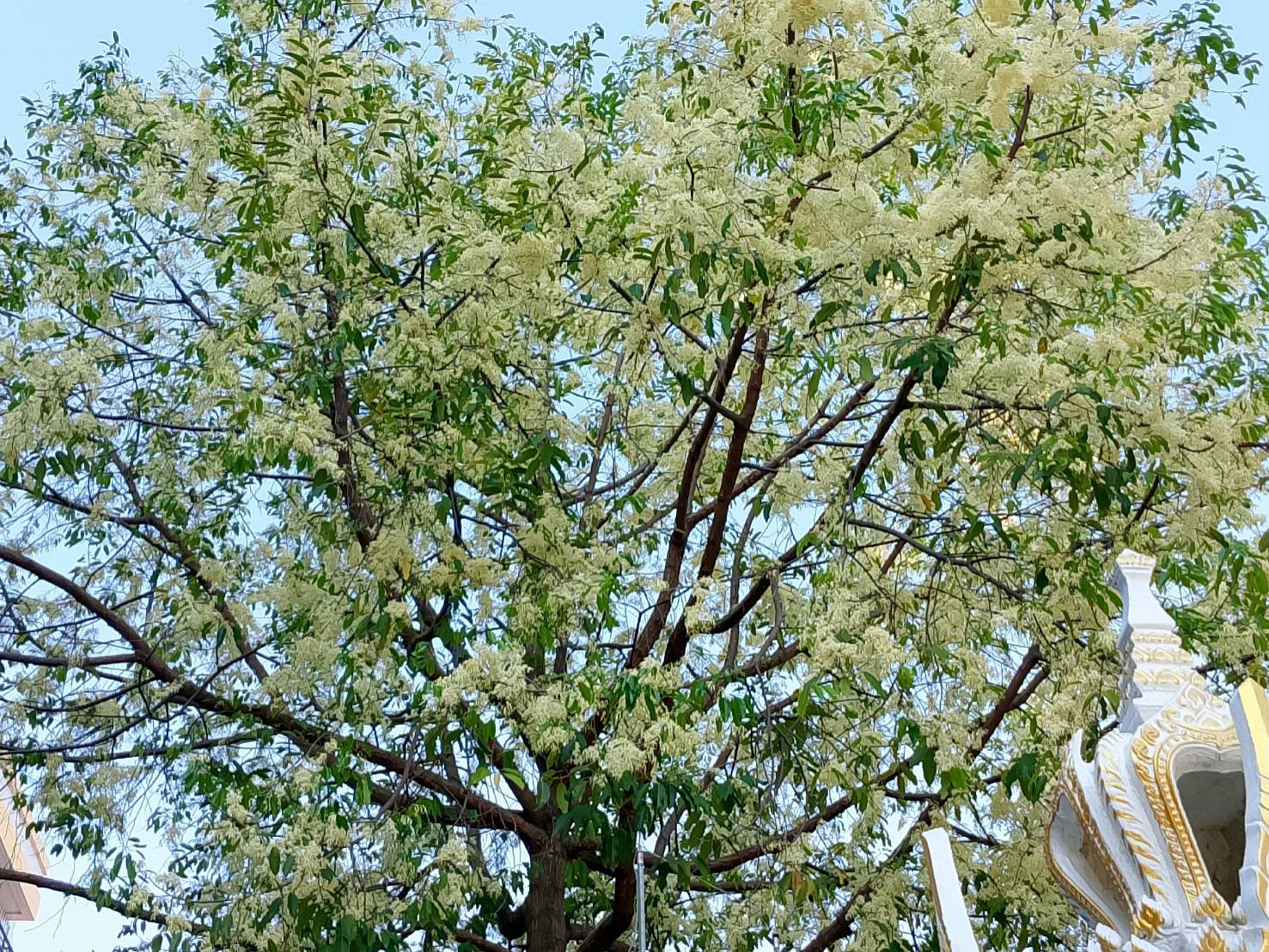 Prachuap Grand Hotel